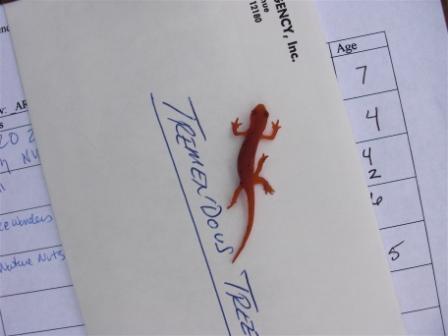5-legged salamander