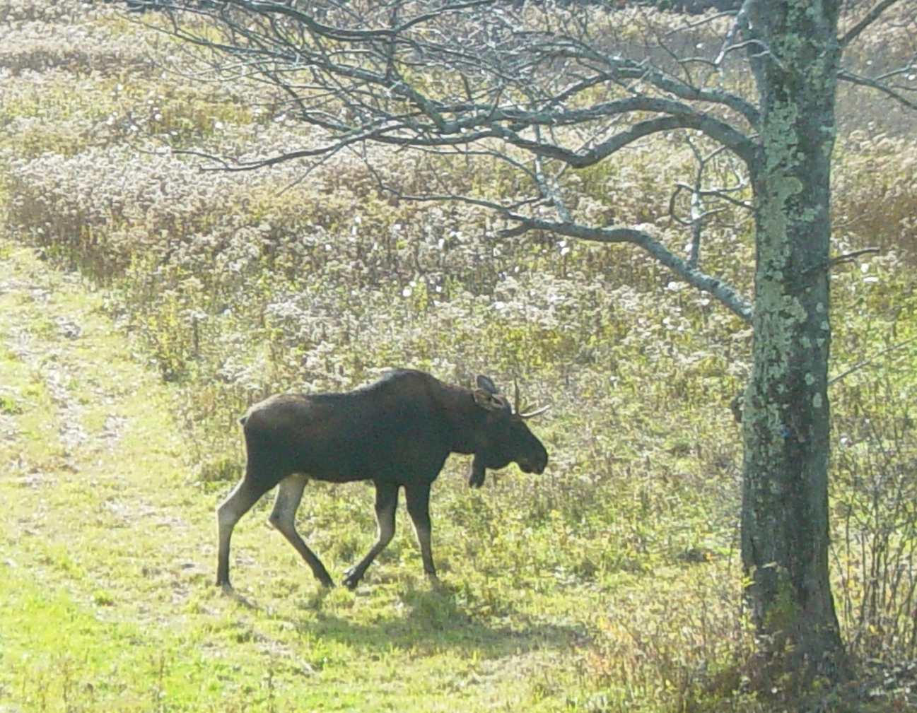 moosecropped
