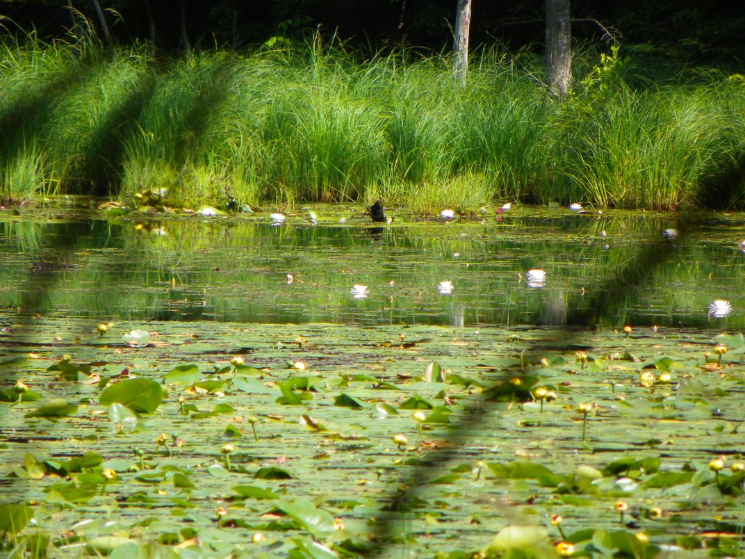 Lily Pads on the Pond